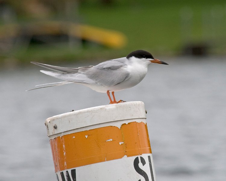 CaspianTern-0005