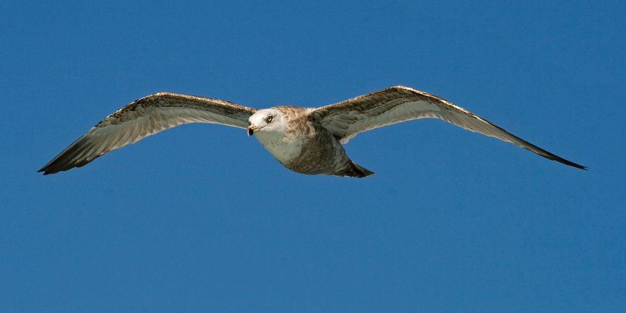 HerringGull-0002