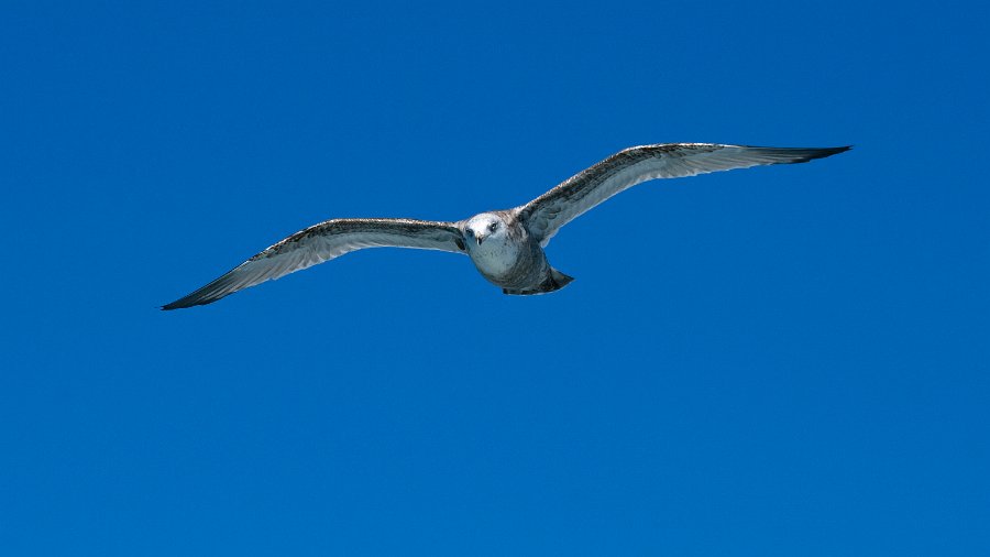 HerringGull-0003