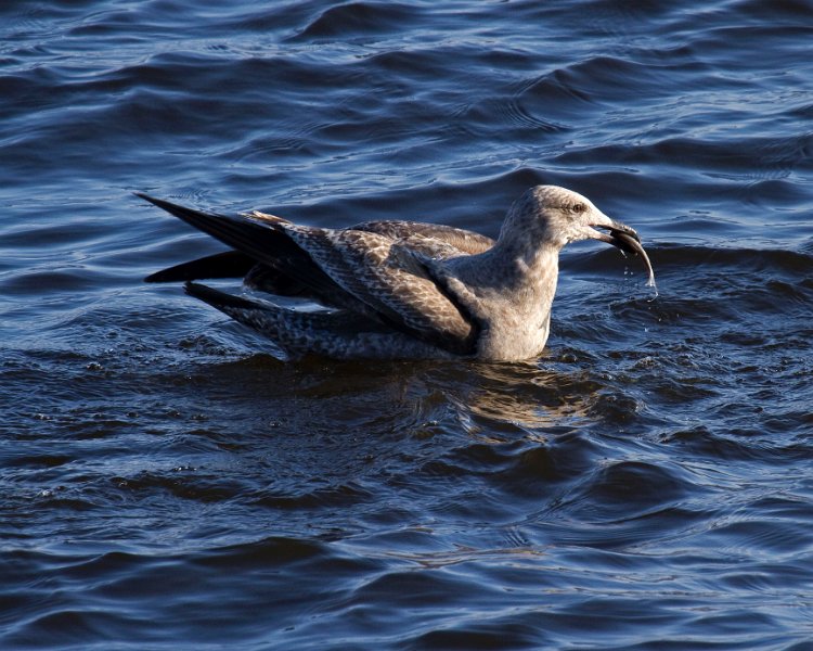 HerringGull-0007