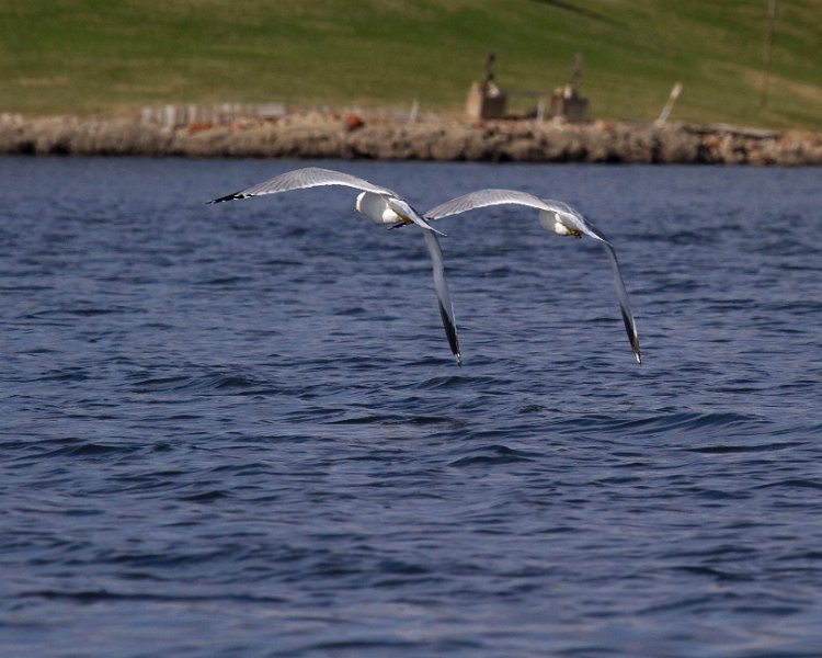 LittleGull-0001