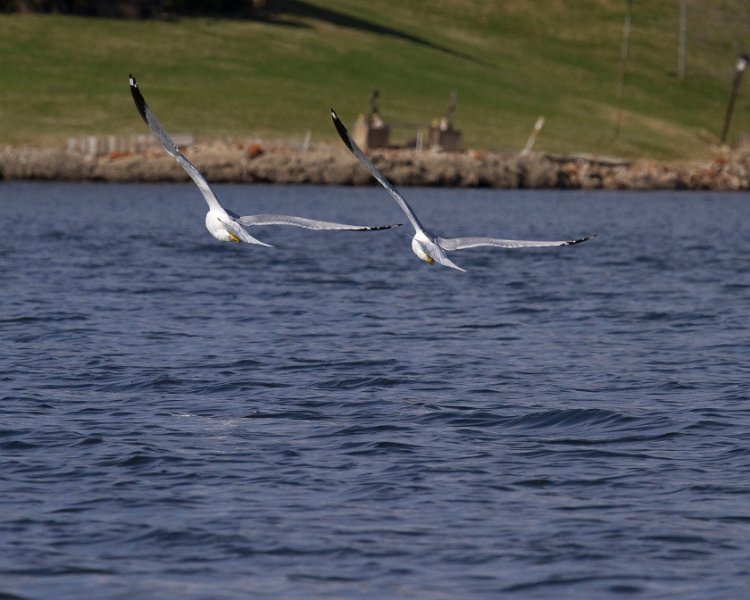 LittleGull-0002