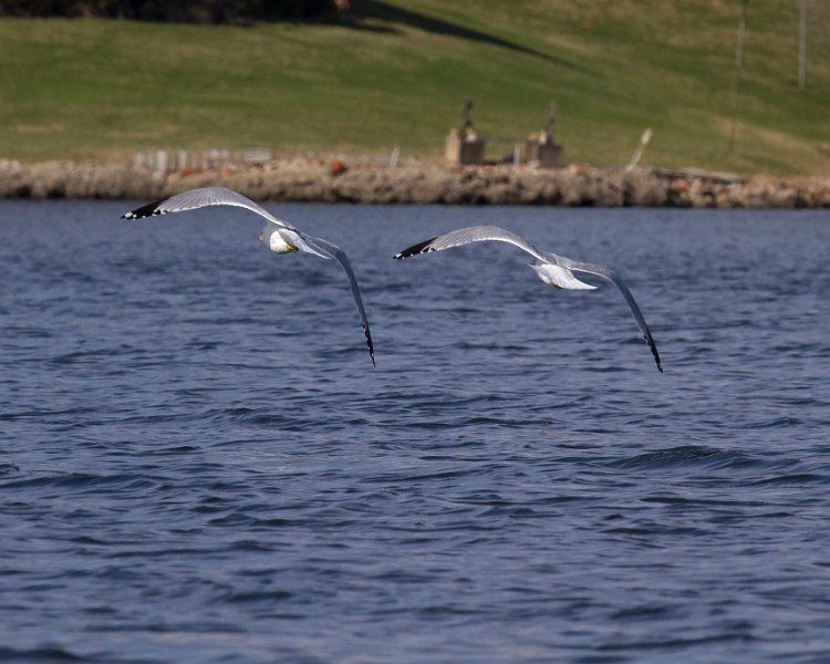 LittleGull-0003