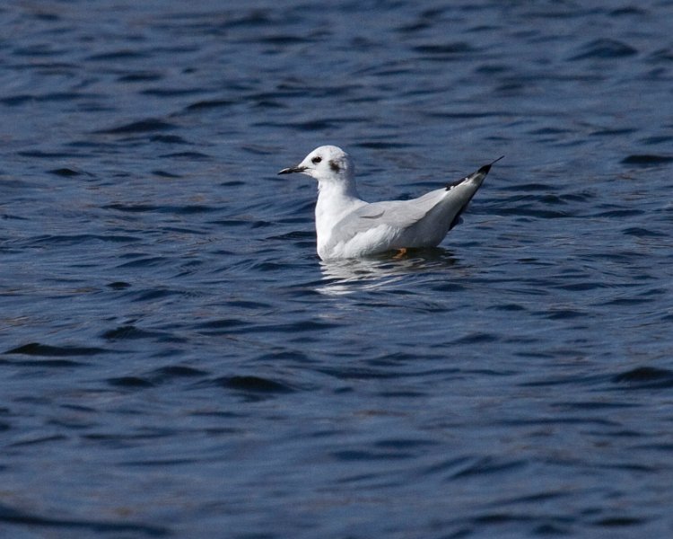 LittleGull-0004