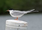 CaspianTern-0004.jpg