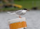 CaspianTern-0005.jpg