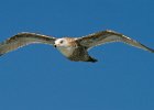 HerringGull-0002.jpg