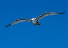 HerringGull-0003.jpg