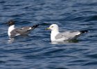 LaughingGull-0004.jpg