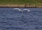 LittleGull-0001.jpg