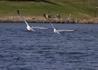 LittleGull-0002.jpg