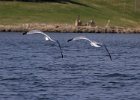 LittleGull-0003.jpg