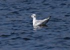 LittleGull-0004.jpg