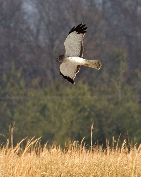 Harrier-0054