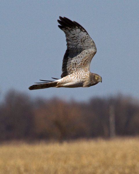 Harrier-0085