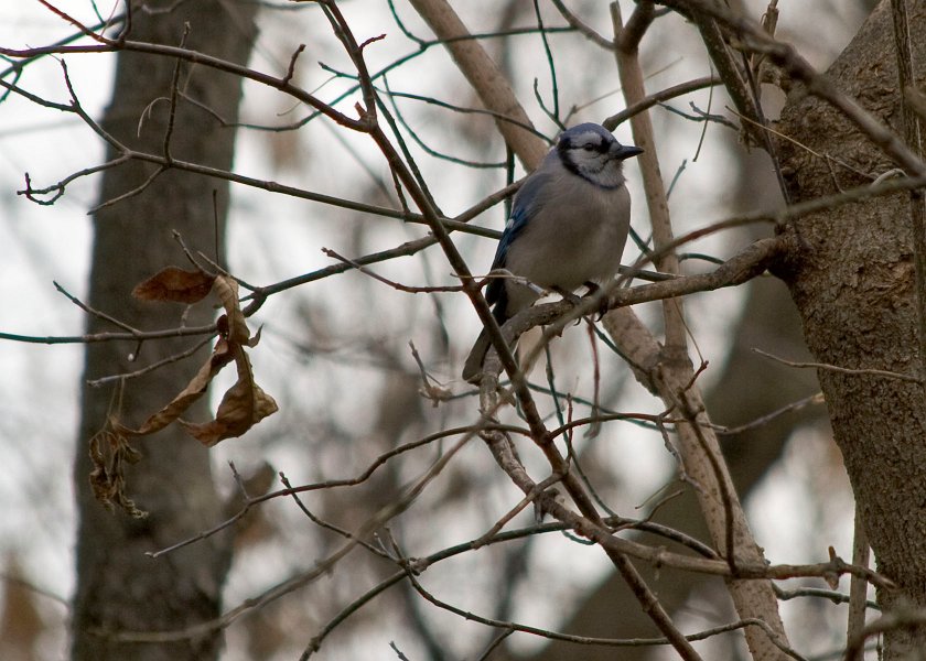 BlueJay-0003