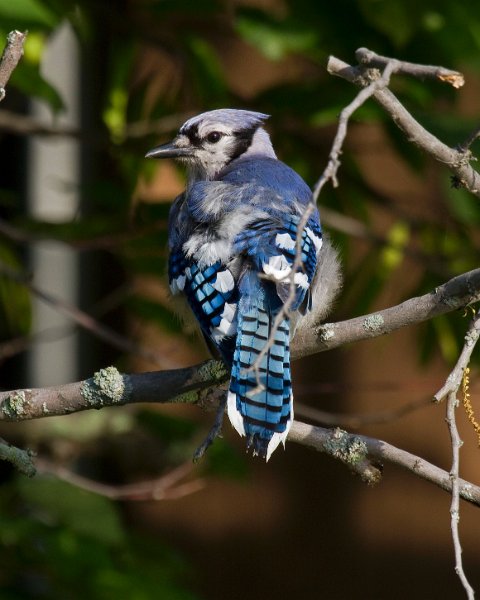 BlueJay-0007