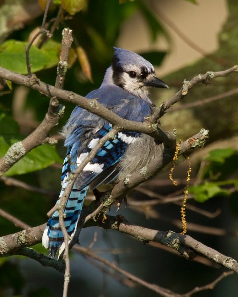 BlueJay-0008