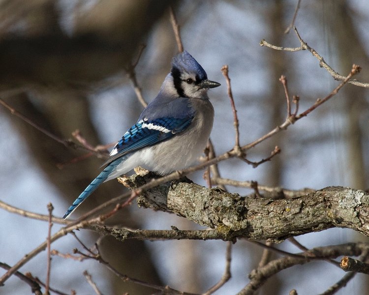 BlueJay-0023