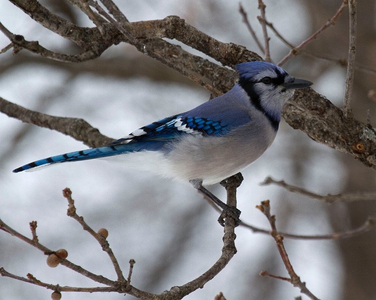 BlueJay-0024