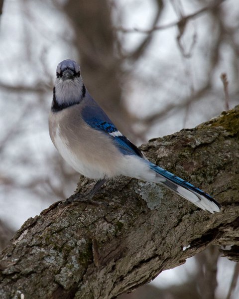 BlueJay-0025