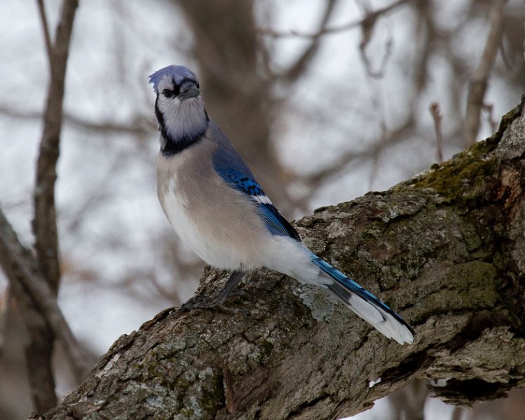 BlueJay-0027