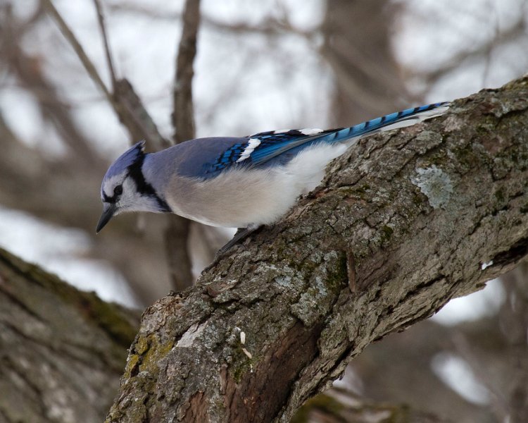 BlueJay-0028