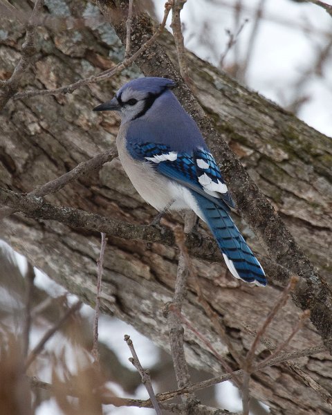 BlueJay-0029