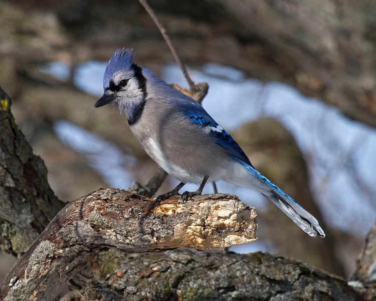 BlueJay-0030