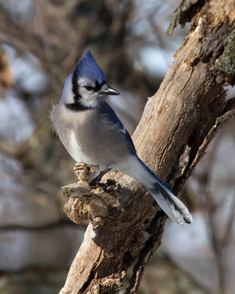 BlueJay-0031