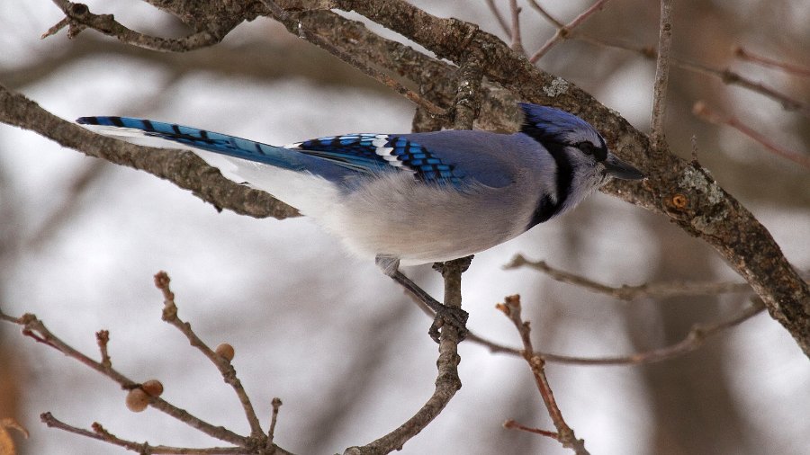 BlueJay-0032