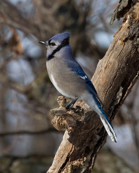 BlueJay-0033