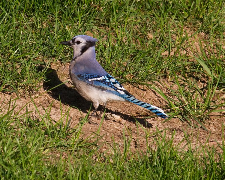 BlueJay-0039