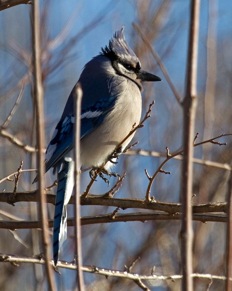 BlueJay-0040