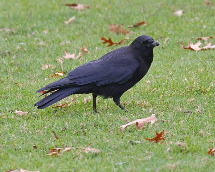 Crow-0005