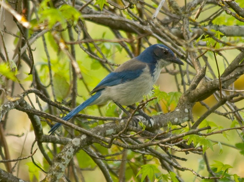 ScrubJay-0002