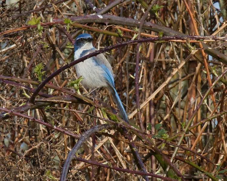 ScrubJay-0003