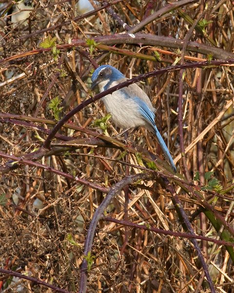 ScrubJay-0004