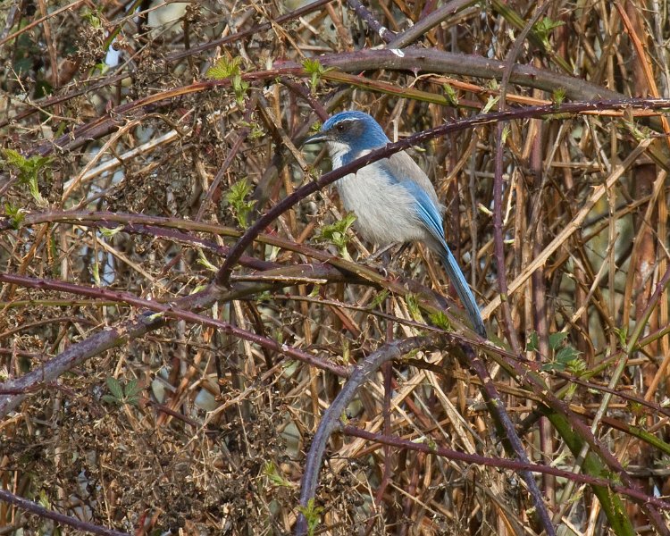 ScrubJay-0005