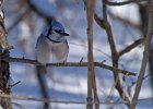 BlueJay-0004.jpg