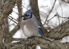 BlueJay-0006.jpg