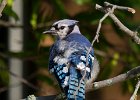 BlueJay-0007.jpg