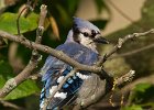 BlueJay-0008.jpg