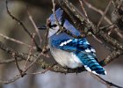 BlueJay-0009.jpg