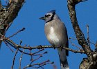 BlueJay-0010.jpg