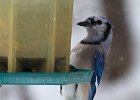 BlueJay-0014.jpg