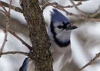 BlueJay-0017.jpg