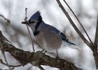 BlueJay-0018.jpg