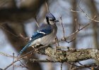 BlueJay-0023.jpg