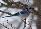 BlueJay-0024.jpg